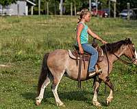 trail-riding-pony