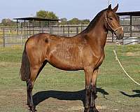 chestnut-andalusian-filly-stallion