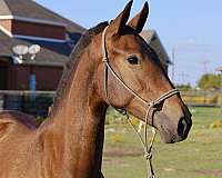 isabelo-andalusian-filly-stallion