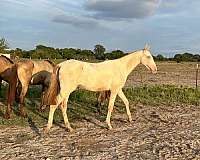 isabelo-filly-for-sale