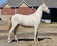 isabelo-filly-for-sale