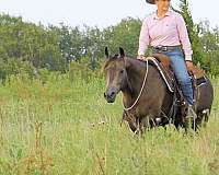 ranch-quarter-horse