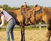 ranch-work-quarter-horse