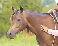 buckskin-quarter-horse-mare