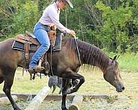 reined-cow-quarter-horse