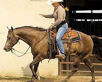 reining-quarter-horse