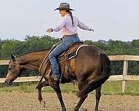 working-cow-quarter-horse