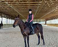 athletic-thoroughbred-pony