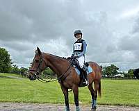 dressage-thoroughbred-pony