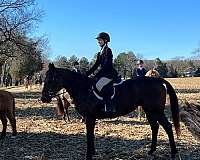 eventing-thoroughbred-pony