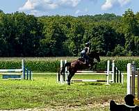 field-hunter-thoroughbred-pony