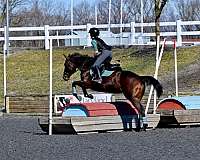 hunter-thoroughbred-pony