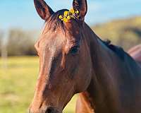 jumping-thoroughbred-pony