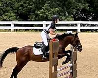 all-around-thoroughbred-pony