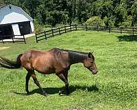 thoroughbred-horse-for-sale