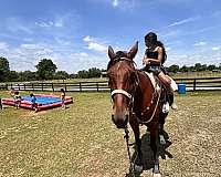 attitude-standardbred-horse