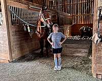 beginner-novice-standardbred-horse