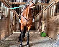 beginner-safe-standardbred-horse