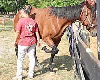 bonds-standardbred-horse