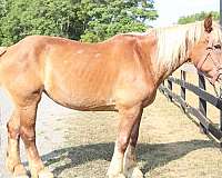 aged-belgian-horse