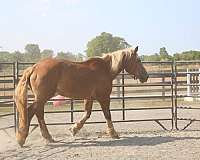 life-belgian-horse