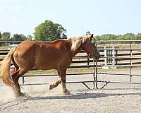 light-belgian-horse