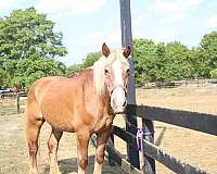 looking-for-belgian-horse