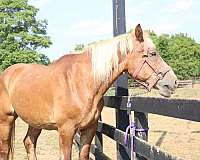 retired-belgian-horse