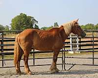 retirement-belgian-horse