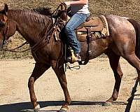 companion-quarter-horse