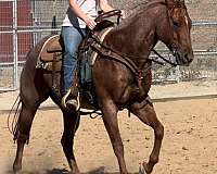 calf-roping-quarter-horse