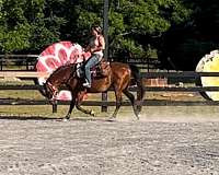 buddy-morgan-horse