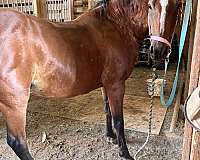 finished-barrel-morgan-horse