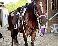 puppy-dog-morgan-horse