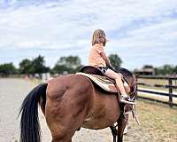 puppy-dog-personality-morgan-horse