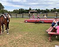 all-morgan-horse