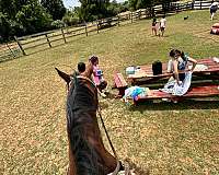 all-around-morgan-horse