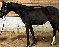 bay-warmblood-colt