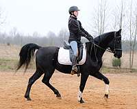 standardbred-gelding