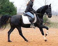 cash-standardbred-horse