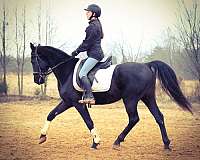 charming-standardbred-horse