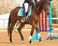 thoroughbred-gelding