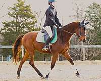 event-thoroughbred-horse