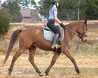 dressage-training-thoroughbred-horse