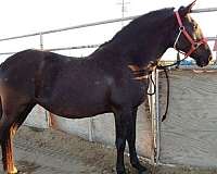 lusitano-filly-mare