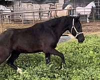 back-lusitano-horse