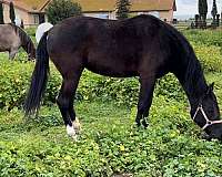 daughter-lusitano-horse