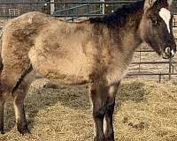 stripe-white-spots-horse