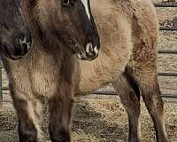 appaloosa-mare-draft-horse