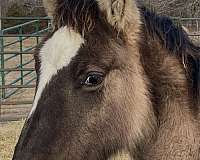 buckskin-roan-draft-horse